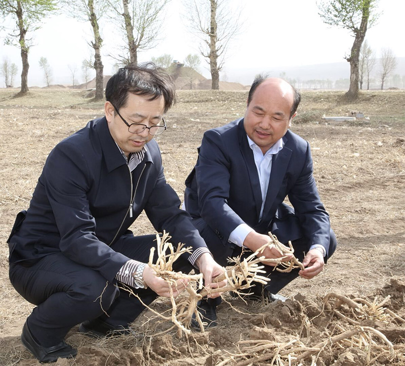 北京盛世龍精準(zhǔn)扶貧，共建黃芪種植基地